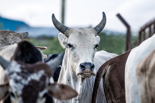 2022年属牛的财运和运气，属牛人虎年事业财运旺不旺