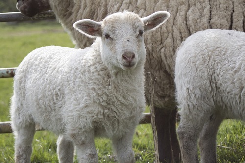 属羊人2022年佩戴什么吉祥物好，适合属羊的吉祥物