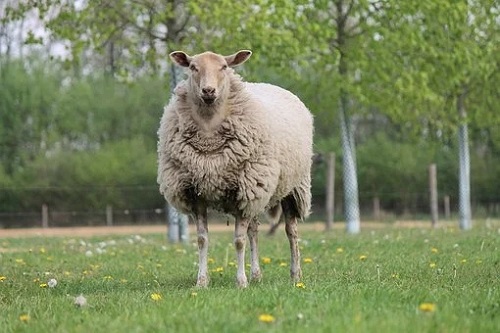 2021年属羊人犯太岁什么时候结束，如何化解太岁