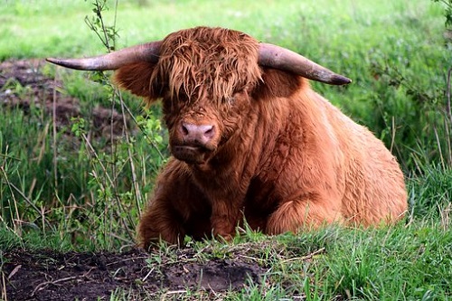 73属牛48岁大运，73年属牛人48岁各运势如何