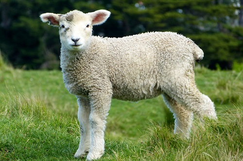 属羊人2022年佩戴什么吉祥物和饰品好