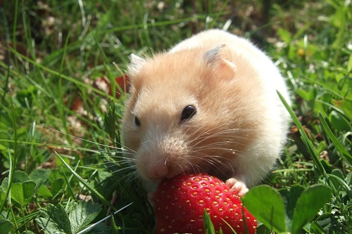 属鼠人一生最旺3个人，属鼠是谁的贵人