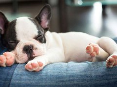 2016年好听的宠物名字大全