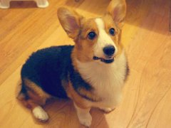 狗狗名字大全2016年