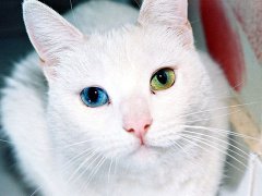 宠物猫名字大全2016年