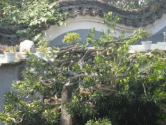 周公解梦梦见很多蛇是什么意思