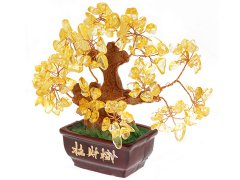 招财树的风水作用