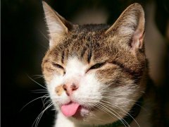 周公解梦梦见被猫咬是什么意思