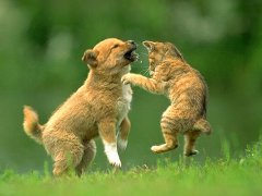 周公解梦梦见狗咬我是什么意思