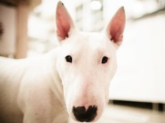 狗狗名字大全洋气