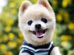 2017年好听的狗狗名字大全