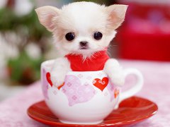 2016年宠物狗狗名字大全