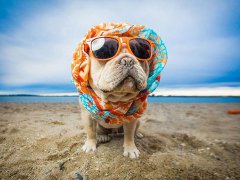 2016年可爱狗狗名字大全