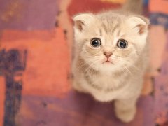 2016年好听的宠物名字