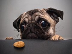 2016年好听的狗狗名字