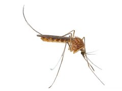 周公解梦梦见蚊子是什么意思