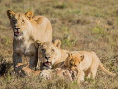 周公解梦梦见狮子追我是什么意思