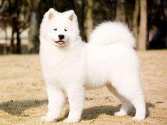 周公解梦梦见白狗是什么意思