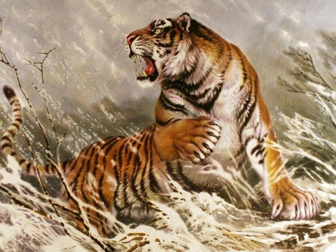周公解梦梦见老虎吃人是什么意思做梦梦到老虎吃人代表什么 起名网
