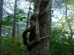 周公解梦女人梦见蛇缠身是什么意思