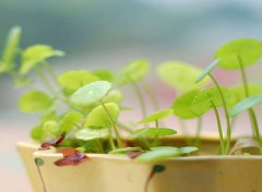 巨蟹座对物质的要求高吗