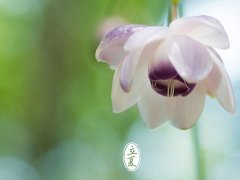 2016年立夏是几月几日 猴年立夏是什么时候