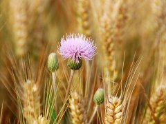 2016年芒种是几月几号几点 猴年芒种是哪一天