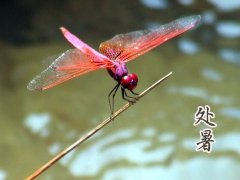 2016年处暑是几月几日几点 猴年处暑是什么时候