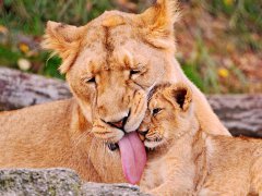 周公解梦孕妇梦见狮子是什么意思