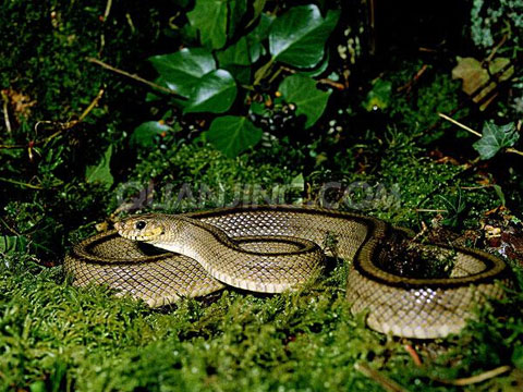 周公解梦女人梦见被蛇咬是什么意思女人做梦梦