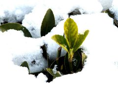 2016年小寒是几月几日几点