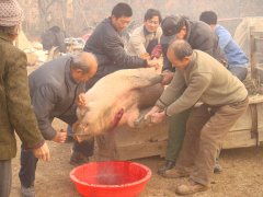 周公解梦梦见别人杀猪是什么意思