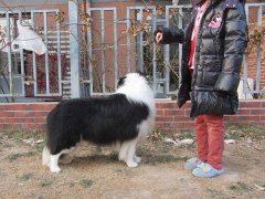 周公解梦梦见狗咬别人是什么意思
