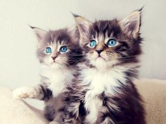 周公解梦梦见猫是什么意思呢