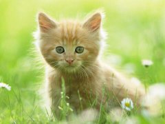 周公解梦梦见被猫追是什么意思