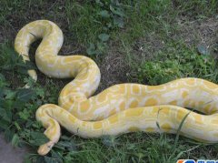 周公解梦梦见蟒蛇缠身是什么意思