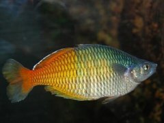 周公解梦胎梦梦见鱼是什么意思