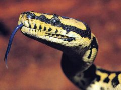 周公解梦梦见被蟒蛇咬是什么意思