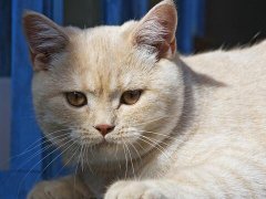 周公解梦梦见猫咬我是什么意思