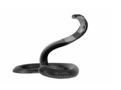 周公解梦梦见蛇是怎么回事