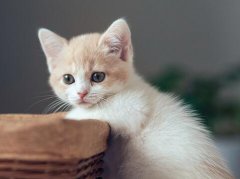 周公解梦做梦梦见猫是什么意思