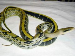 周公解梦梦见自己打死蛇是什么意思