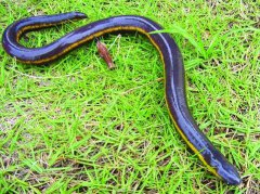 周公解梦梦见无头蛇是什么意思