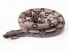 周公解梦梦见被蟒蛇追是什么意思