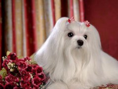 周公解梦胎梦梦见狗是什么意思