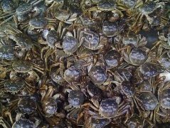 周公解梦梦见很多螃蟹是什么意思
