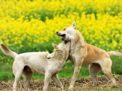 周公解梦梦见被狗咬手指是什么意思