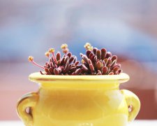 属鼠佩戴什么吉祥物好