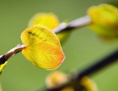 属蛇佩戴什么吉祥物好