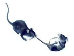 1996年属鼠的属相婚配表